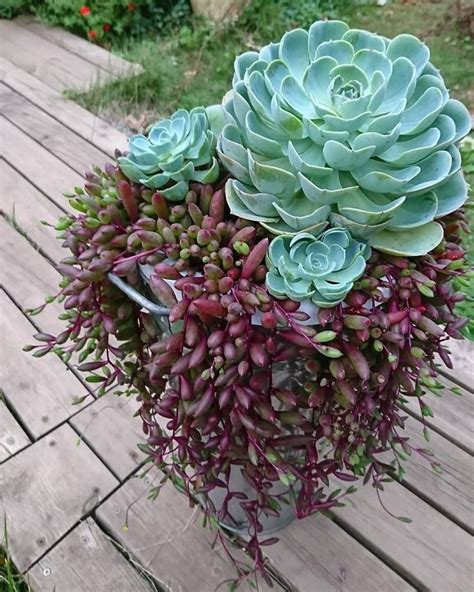 Ruby witch succulent